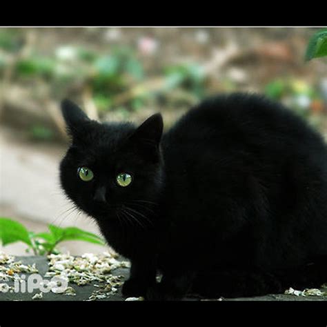 黑貓風水